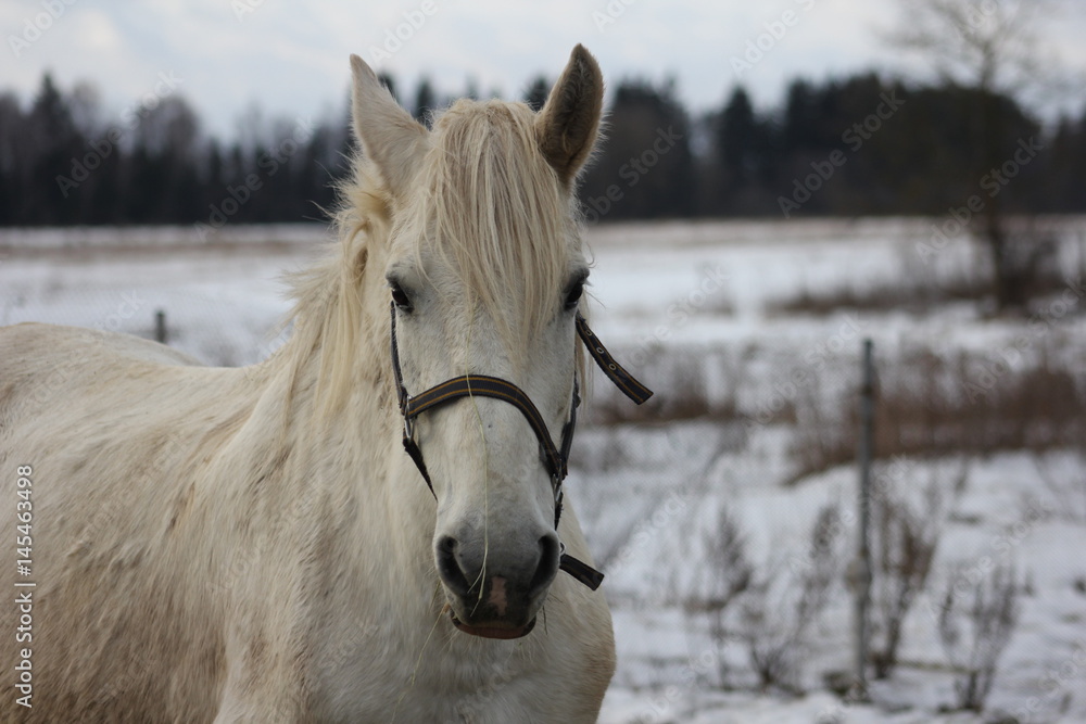 White horse