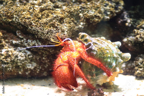 White-spotted hermit crab (Dardanus megistos)  photo