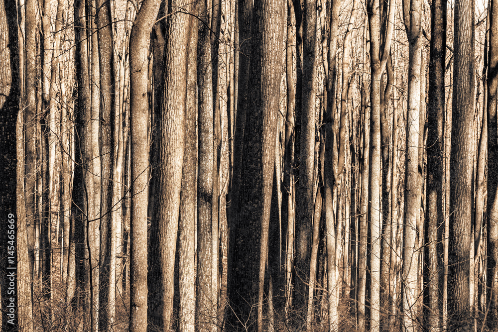 Obraz premium Trees. Shenandoah National Park