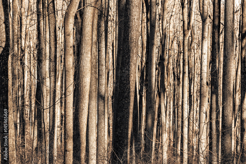 Trees. Shenandoah National Park