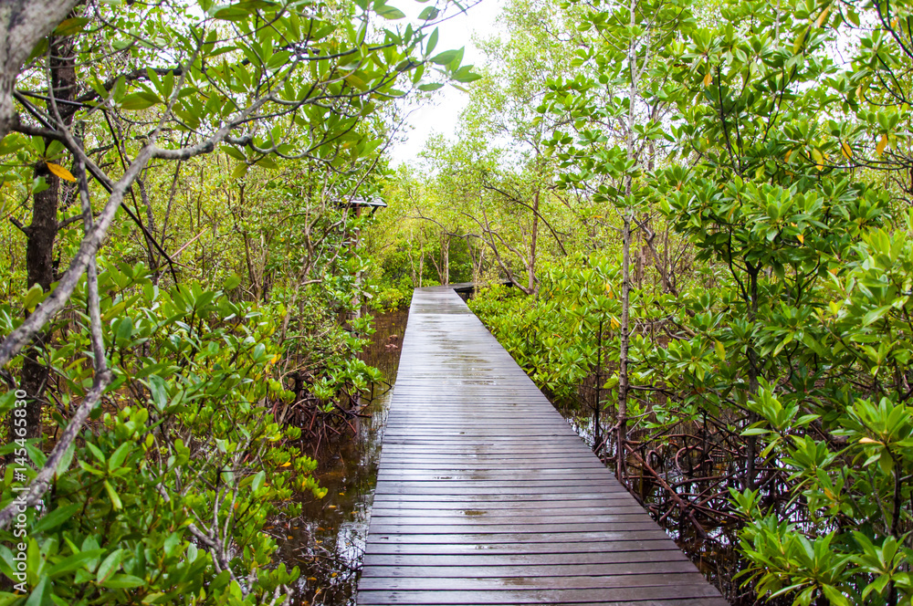 Fototapeta premium Walkway in mangrove forests, Thailand