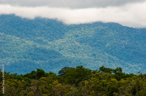 Mangrove forest with mountain background and overcast