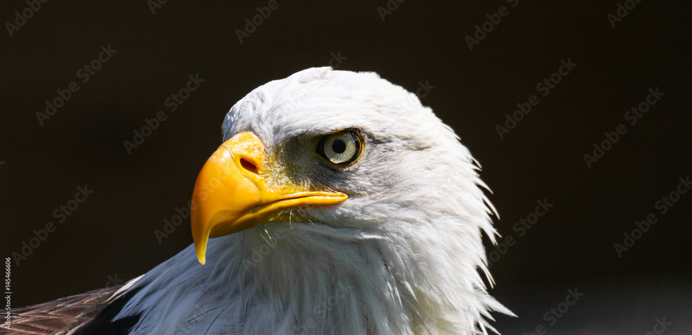 Weißkopfseeadler, Haliaeetus leucocephalus Weißkopfseeadler, Haliaeetus leucocephalus