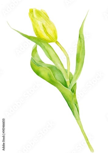 Wallpaper Mural Watercolor painting Tulip. Yellow Tulip on white background Torontodigital.ca