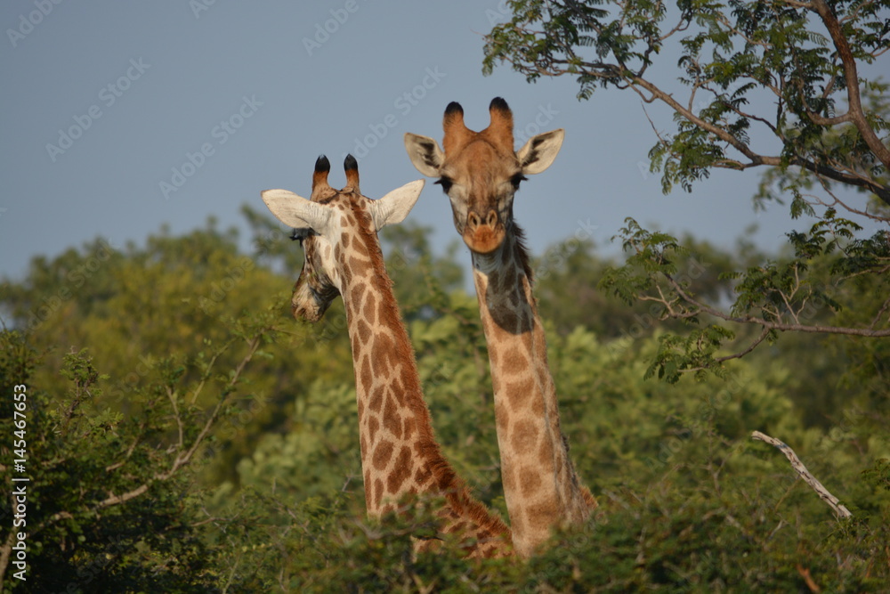 Fototapeta premium Zwei Giraffen
