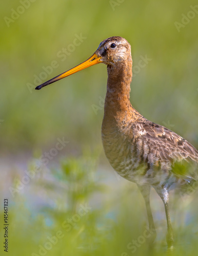Black-tailed Godwit wader bird standing in water and looking in camera