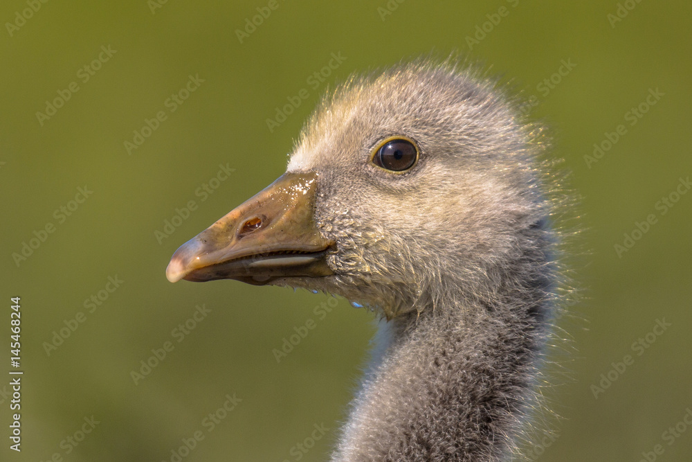 Fototapeta premium Cute bird Head of Greylag goose chick