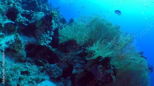 The camera approaches the picturesque bush of Gorgonian fan coral (Subergorgia mollis).
 photo