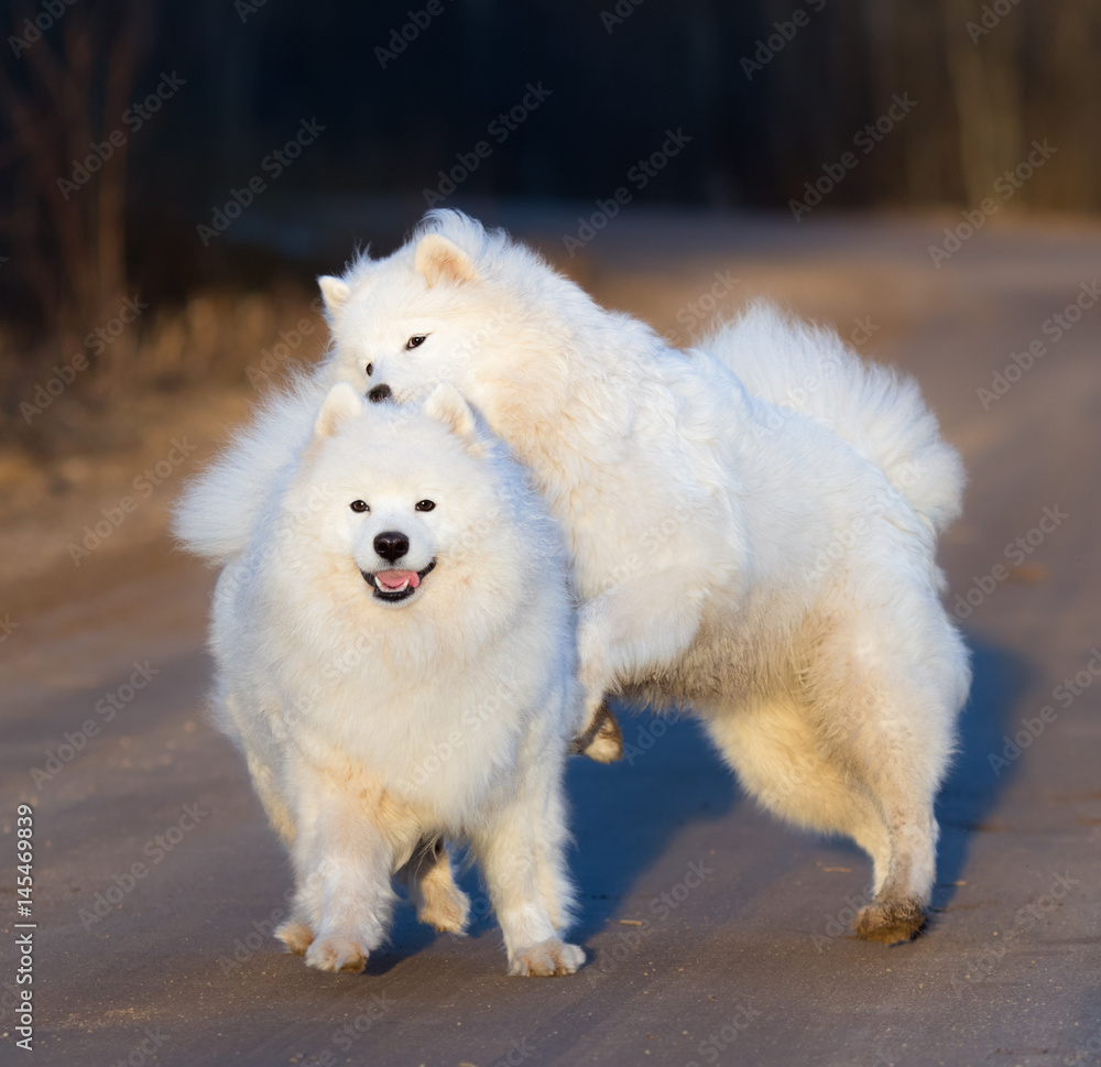 Samoyed dog with puppy playing on sandy road at sunset.