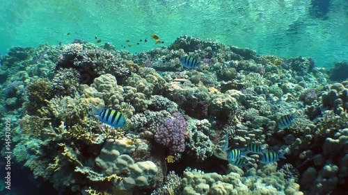 The camera moves along the top of a coral reef covered with colored coral bushes.
 photo