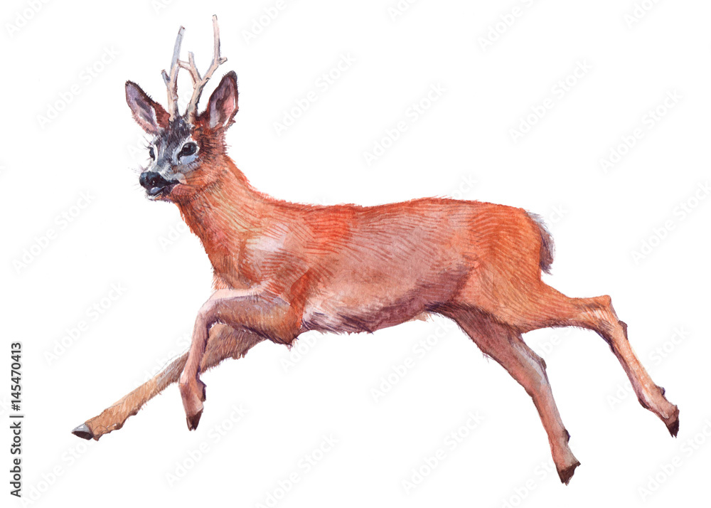 Obraz Watercolor single deer animal isolated on a white background illustration.