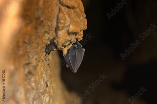 Bat sleeping in the cave