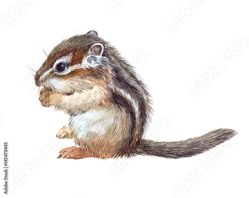 Watercolor single chipmunk animal isolated on a white background illustration.
 photo