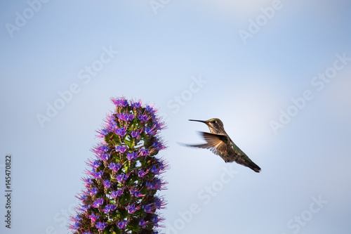 A Hummingbird
