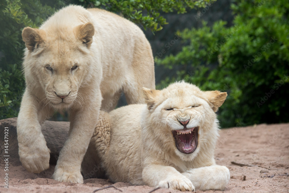 Yawning lion Yawning lion