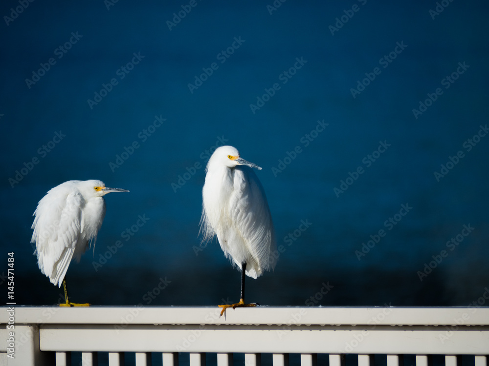 Obraz premium Two Snowy Egret