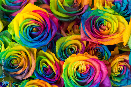 Rainbow color of rose 