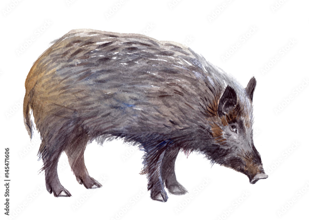 Watercolor single wild boar animal isolated on a white background illustration.
Watercolor single wild boar animal isolated on a white background illustration.