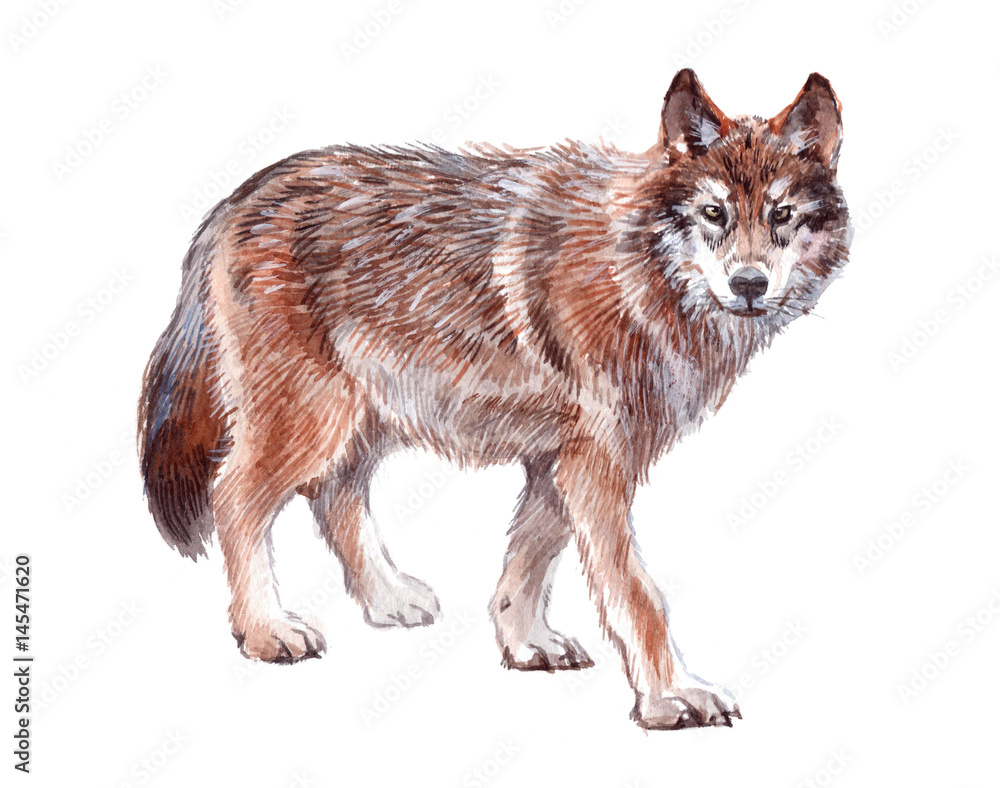 Fototapeta Akwarela zwierzę pojedynczego wilka na białym tle ilustracji.
