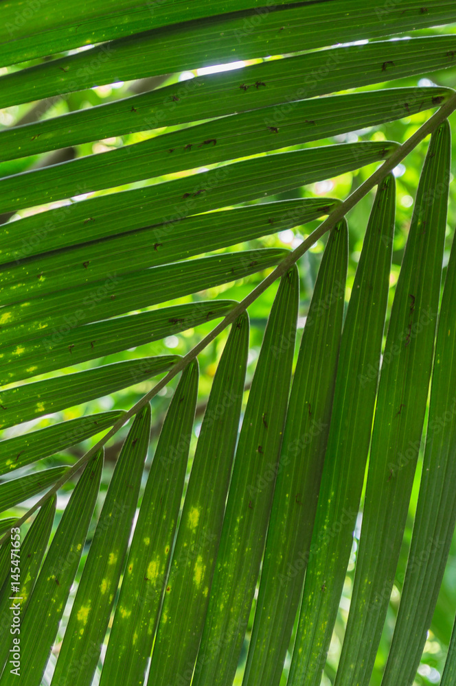 Fototapeta premium Die Palmwedel einer Howea Forsteriana, Kentia