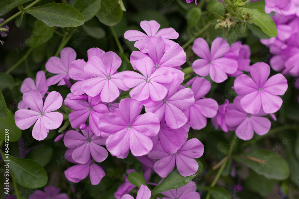 Purple flowers