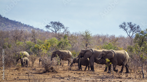 African bush elephant in Kruger National park  South Africa