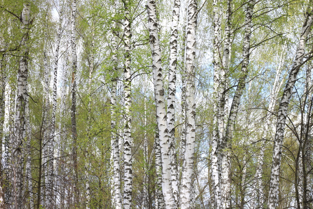 Trunks of birch trees in forest / birches in sunlight in spring / birch trees in bright sunshine / birch trees with white bark / beautiful landscape with white birches Trunks of birch trees in forest / birches in sunlight in spring / birch trees in bright sunshine / birch trees with white bark / beautiful landscape with white birches