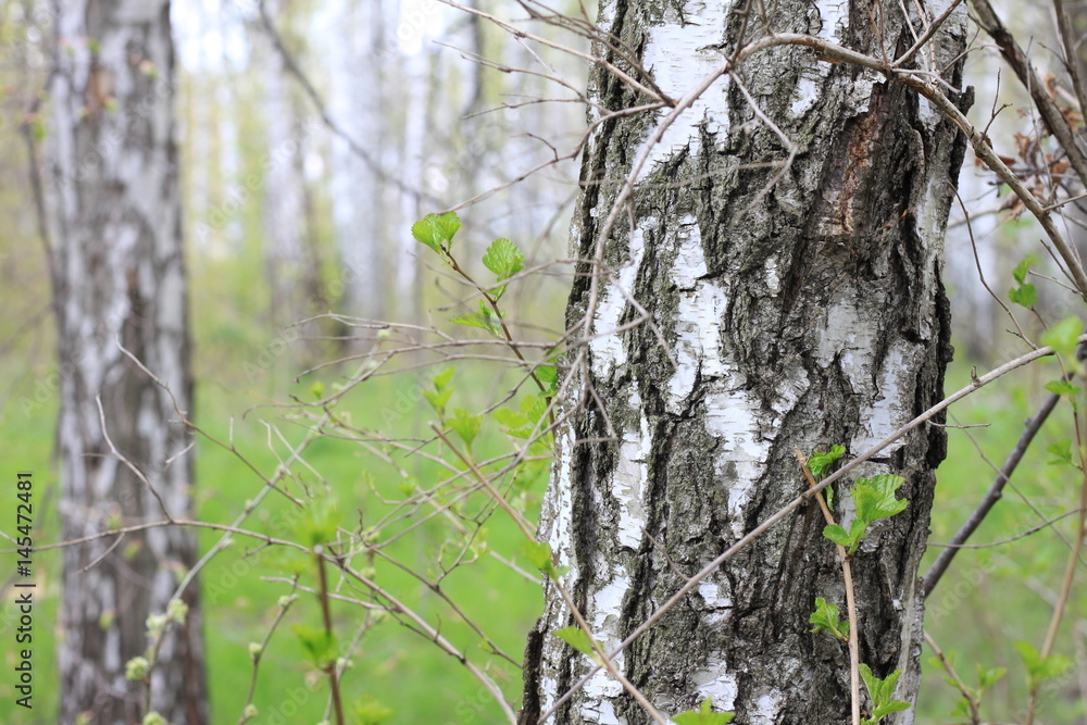 Trunks of birch trees in forest / birches in sunlight in spring / birch trees in bright sunshine / birch trees with white bark / beautiful landscape with white birches Trunks of birch trees in forest / birches in sunlight in spring / birch trees in bright sunshine / birch trees with white bark / beautiful landscape with white birches