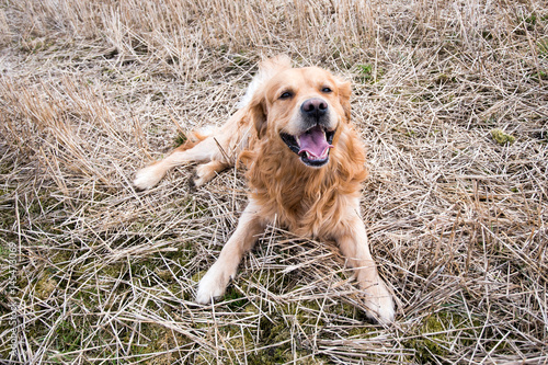 Dog (Golden Retriever) lying down and having a big smile