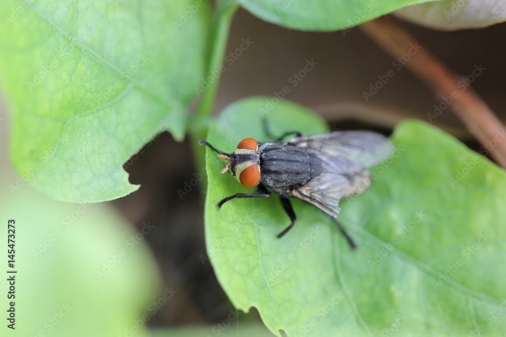 Naklejka premium gadfly