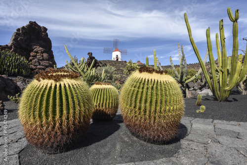 Huge ball cactus in the cactus garden on lanzarote with windmill in the background, Lanzarote, Canary Islands, Spain, Europe