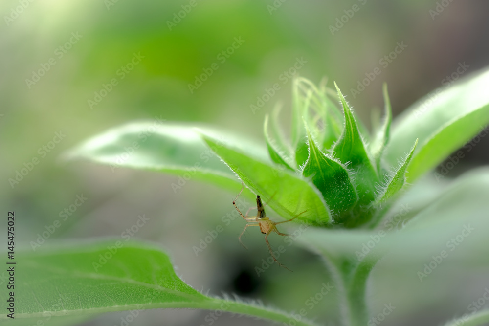 Sunflower sprout isolated on background. Sunflower sprout isolated on background.