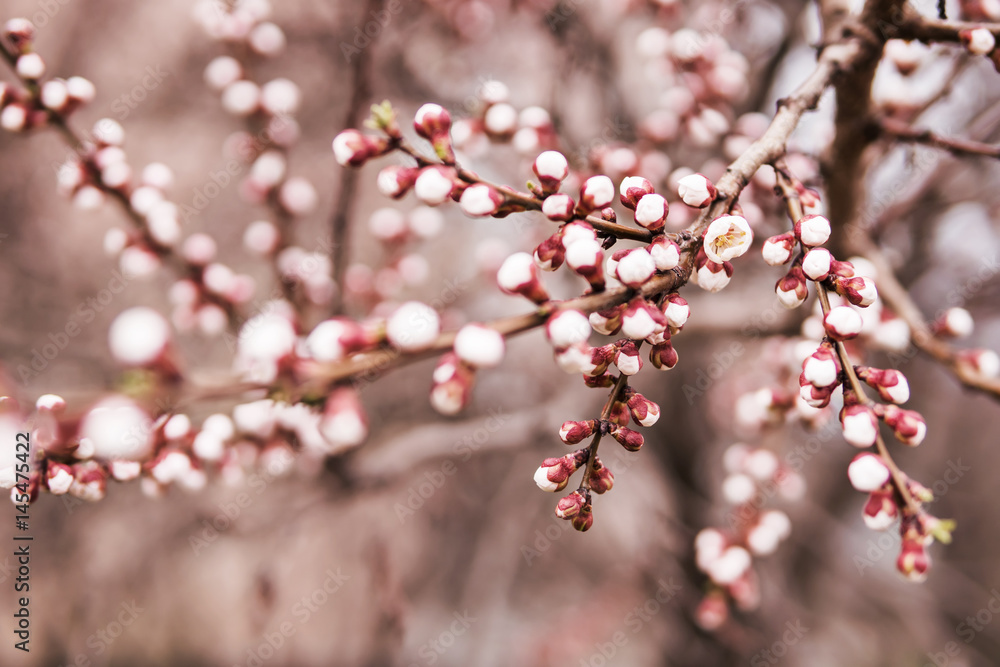 Buds on a branch of apricots that started to blossom Buds on a branch of apricots that started to blossom