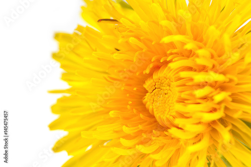 Yellow Dandelion  Taraxacum Officinale  Flower Close-Up on white background