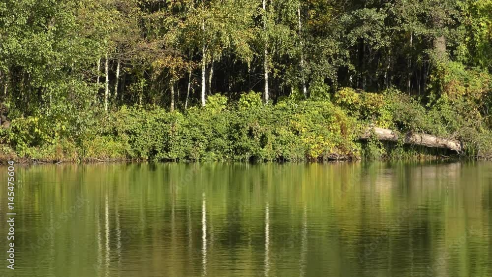 Forest trees reflected in the surface of the water.
Forest trees reflected in the surface of the water.