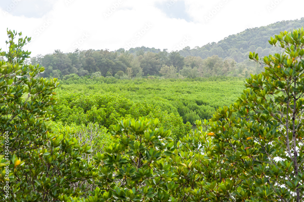 Green leaves of mangrove