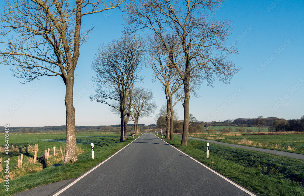 Fototapeta premium auf einer allee im frühling alleine unterwegs