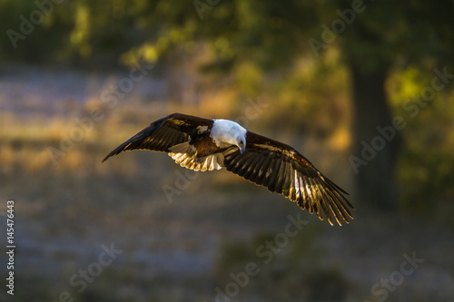 African fish eagle in Kruger National park, South Africa © PACO COMO
