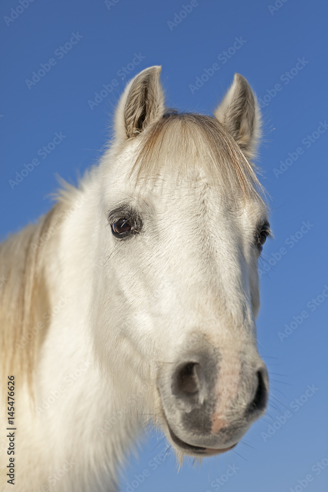 White horse portrait.