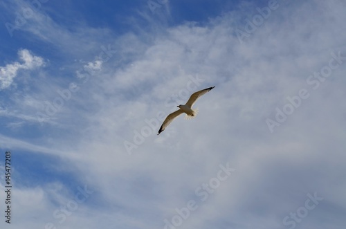Seagull in flight soaring against a summer sky with some wispy clouds