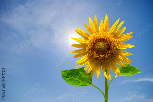 Sunflower  on sky background.