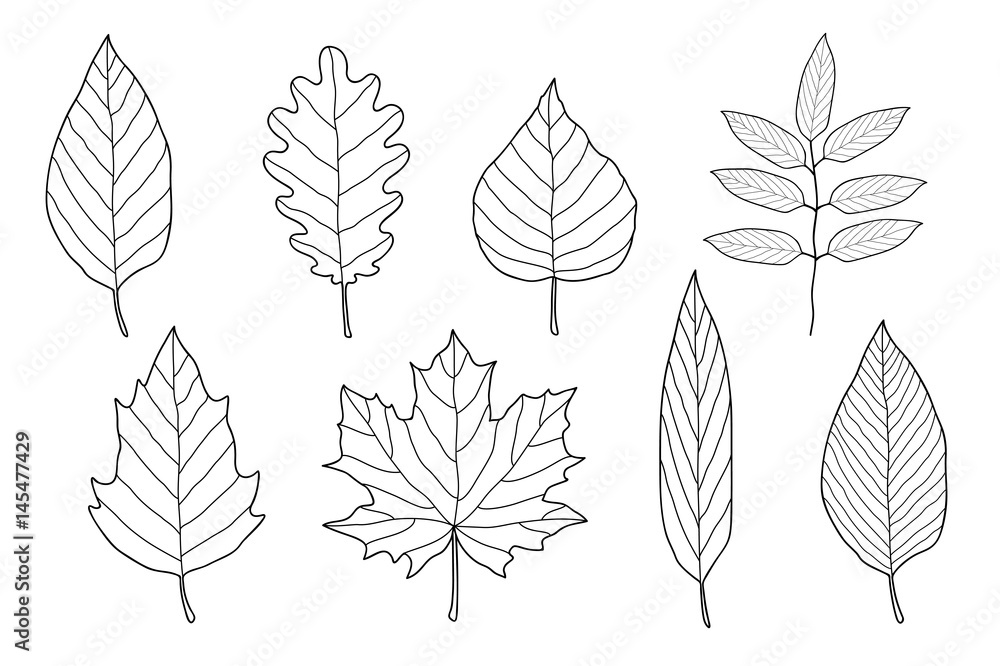 set of hand drawn leaves