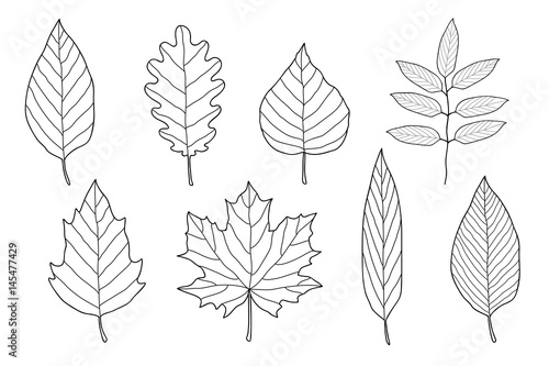 set of hand drawn leaves