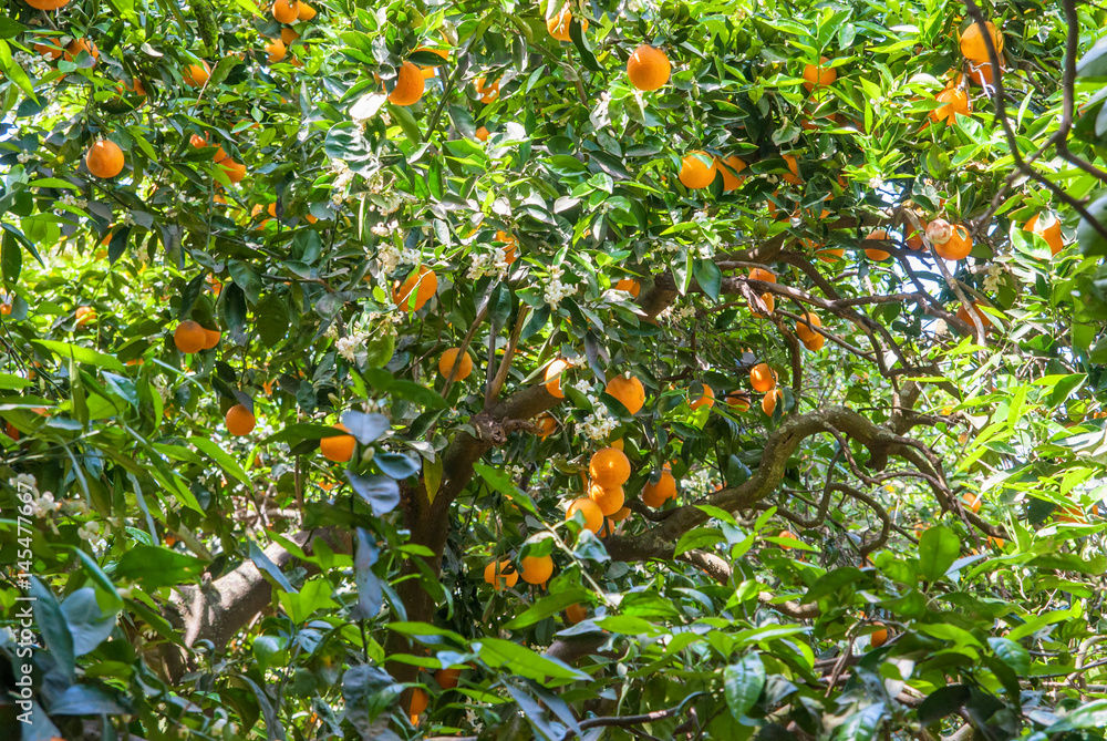 Ripe and fresh oranges on tree