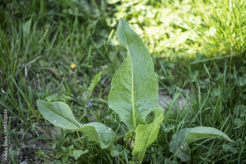 Rumex patientia, known as patience dock, garden patience, herb patience, or monk's rhubarb, is a herbaceous perennial plant. In spring it is often consumed as a leaf vegetable. photo