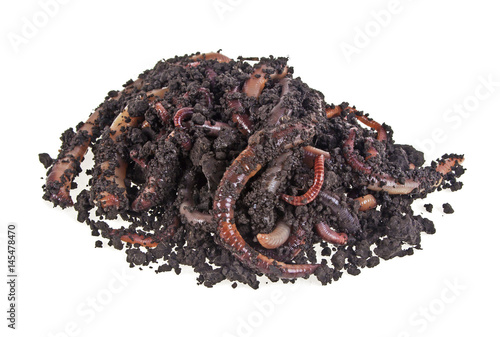 Worms on a white background