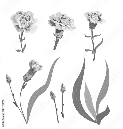 Set of carnation schabaud, monochromatic grayscale flowers, buds, stem, leave...