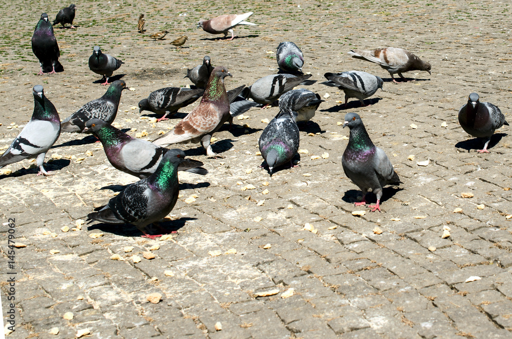 Fototapeta premium Pigeons on the sidewalk tile.