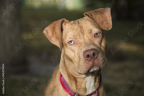 Confused Canine