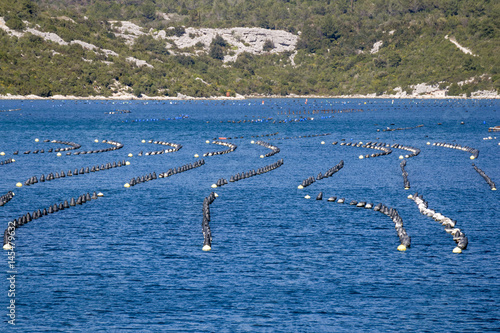 Oyster and fish production in Bistrina bay near town Ston on Peljesac peninsula in Croatia photo